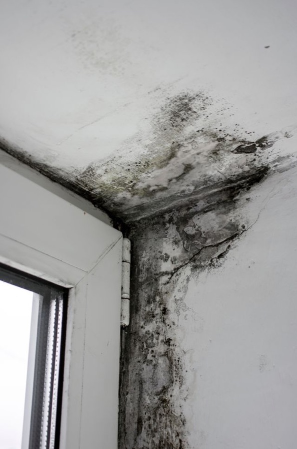 Moisissures installées dans l'angle d'une fenêtre à cause de l'humidité